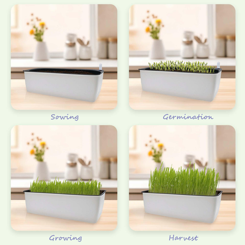 Indoor Cat Grass with Organic Seed Mix Rectangular Planter Y148387