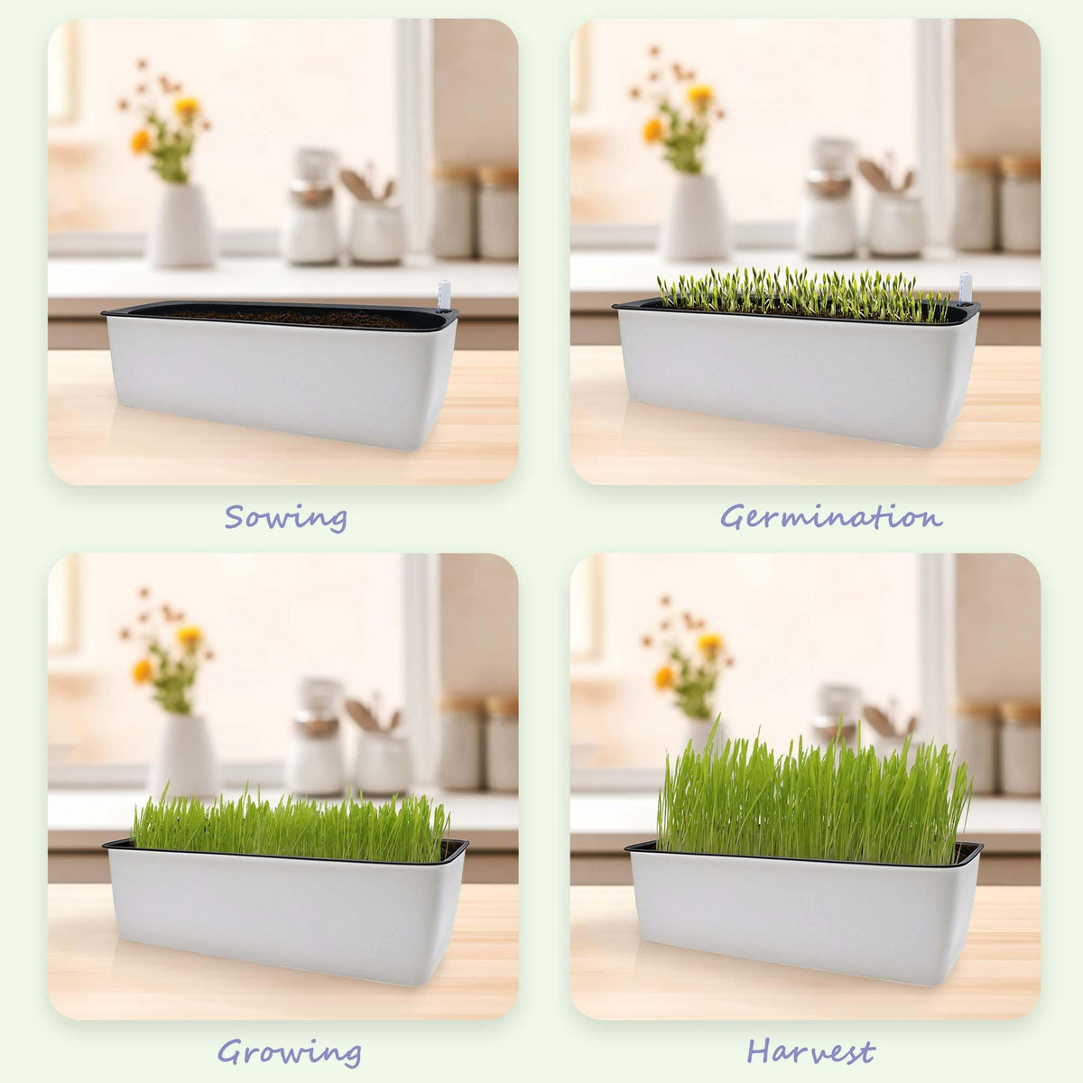 Indoor Cat Grass with Organic Seed Mix Rectangular Planter Y148387