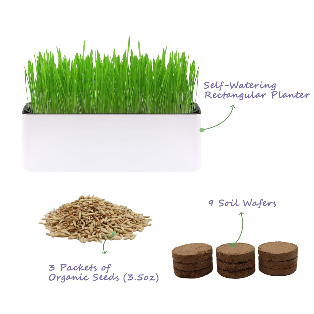Indoor Cat Grass with Organic Seed Mix Rectangular Planter Y148387