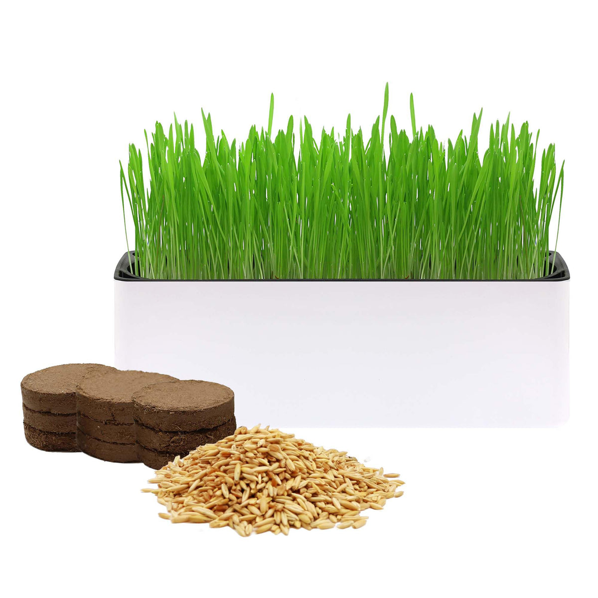 Indoor Cat Grass with Organic Seed Mix Rectangular Planter Y148387