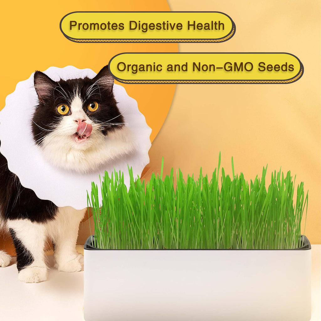 Indoor Cat Grass with Organic Seed Mix Rectangular Planter Y148387