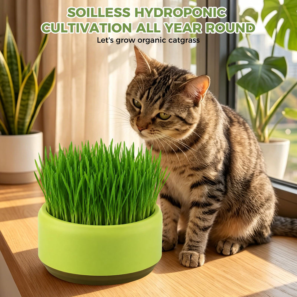 Hydroponic Cat Grass Grow Box Y8829