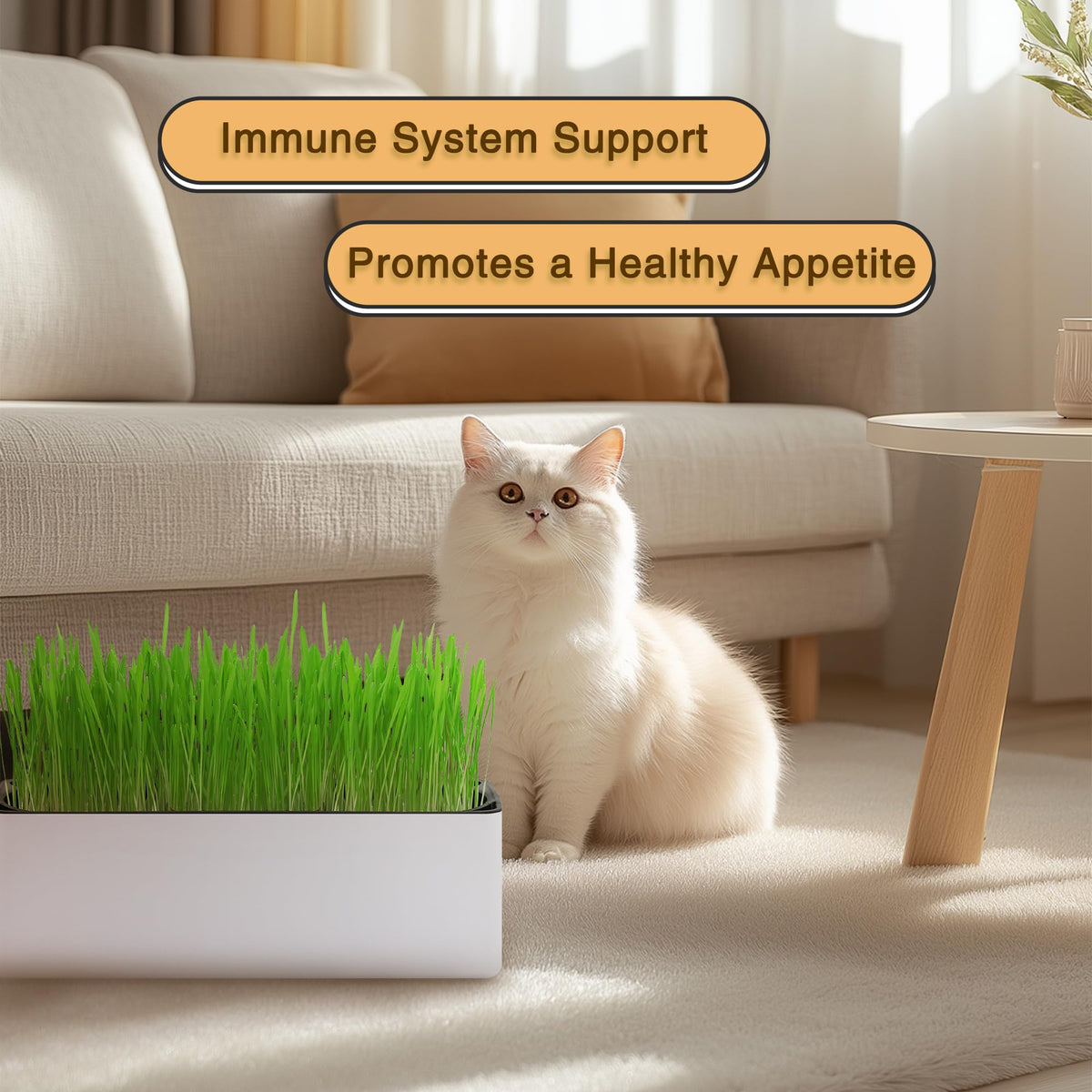Indoor Cat Grass with Organic Seed Mix Rectangular Planter Y148387