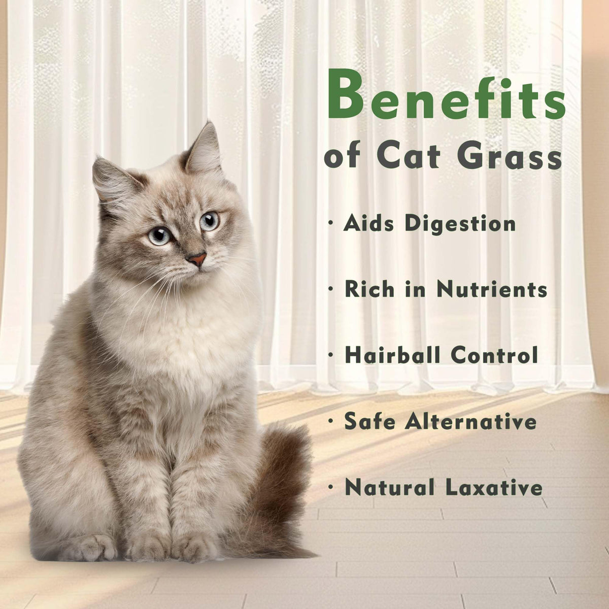 Indoor Cat Grass with Organic Seed Mix Rectangular Planter Y148387