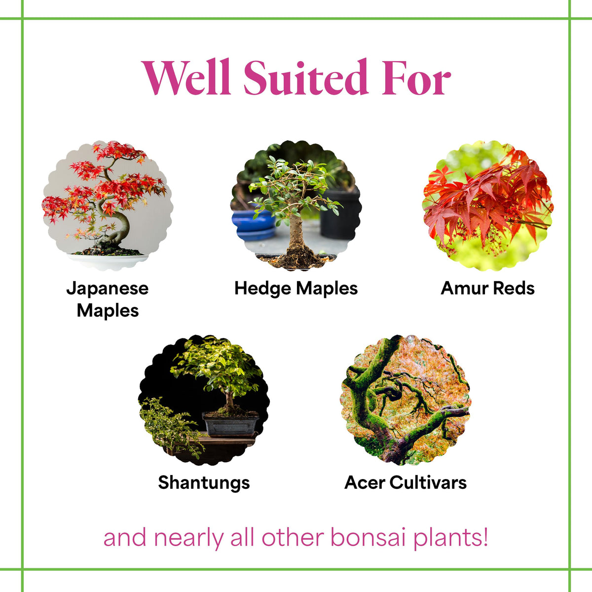 Organic Liquid Bonsai Fertilizer 8 oz Concentrate C665